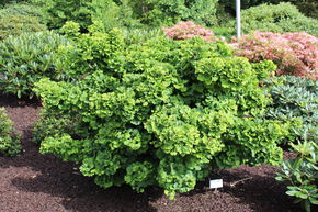 Ginkgo 'Mariken'