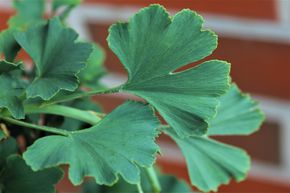 Ginkgo 'Menhir�'