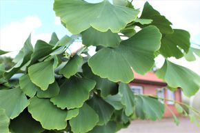 Ginkgo arbre 'Pendula' demi-tige