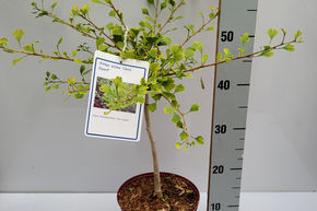 Ginkgo nain 'Chris Dwarf'