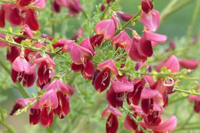 Gen�t de Boskoop 'Boskoop Ruby'