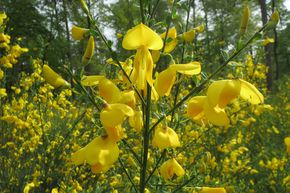 Gen�t � balais 'Luna', Gen�t � fleurs'