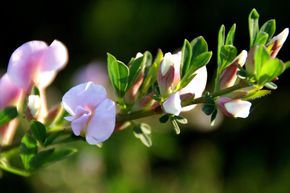 Gen�t pourpre