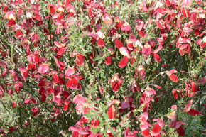 Gen�t p�coce 'Hollandia'