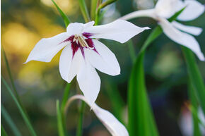 Gladiolus callianthus 'Murielae'