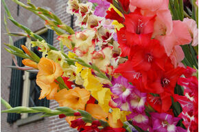M�lange de gla�euls � grandes fleurs
