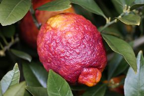 C�drat hybride - Citron � vin chaud, Citron rouge