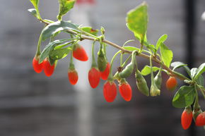 Goji Lubera� Instant Success