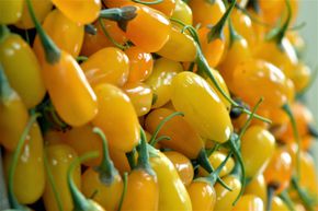 Goji Sweet Amber�