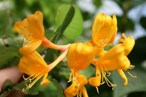 Ch�vrefeuille de Tellmann