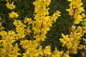 Forsythia, Jacinthe d'or 'Goldrausch'