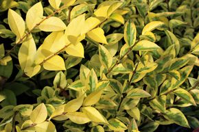 Tro�ne dor� 'Aureum'