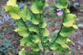 Orme dor� 'Wredei'