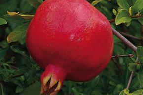 Grenadier 'Crimson Sky'