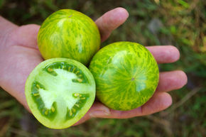 Tomate � salade 'Green Zebra'