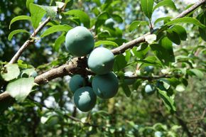 Prunelier � gros fruits 'Godenhaus'