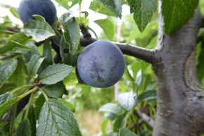 Prunelier � gros fruits 'Nittel'
