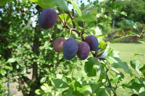 Prunelier � gros fruits 'Reto'