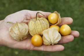 Physalis � gros fruits Tropicana (semences) (Physalis Pa 1517-033) BIO
