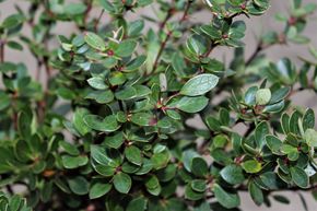 Berb�ris � feuilles de buis 'Nana'