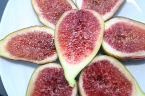 Figuier Gustis� 'Perretta'