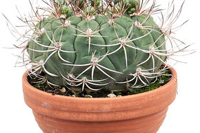 Cactus semi g�ant menton