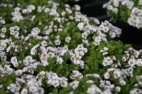 Gypsophile en coussin