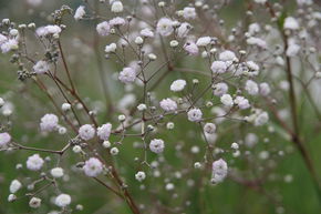 Gypsophile panicul� 'Bristol Fairy'