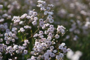 Gypsophile rampante 'Compacta Plena'