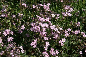 Gypsophile rampante 'Filou Rose'