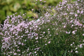 Gypsophile rampante 'Pink Star'