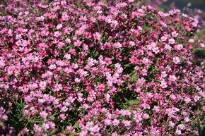 Gypsophile rampante 'Rosa Sch�nheit'