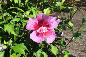Hibiscus, guimauve 'Flower Tower Purple�'