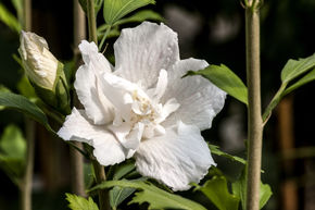 Hibiscus, guimauve 'Flower Tower White�'