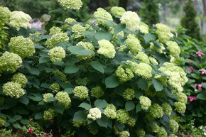 Hortensia boule de neige 'Lime Rickey�'