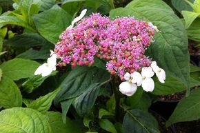 Hortensia du th� japonais 'Oamacha'