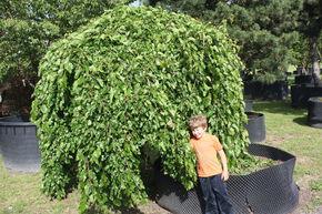 M�rier 'Pendula' - M�rier pleureur