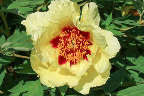 Pivoine arbustive 'Hai Huang'