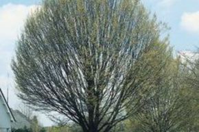 Charme commun, Charmille colonnaire 'Fastigiata'