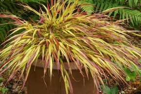 Hakonechloa macra 'Mulled Wine' (S)