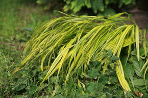 Herbe du Japon 'Albostriata'