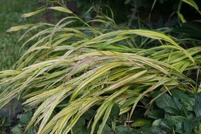 Herbe du Japon 'Aureola'