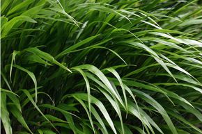 Herbe du Japon 'Green Hills'