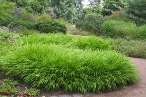 Herbe du Japon