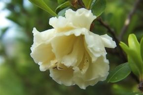 Grenadier 'Haku Botan'
