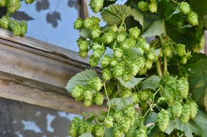 Plant de houblon 'Hallertauer Tradition'