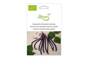 Haricot &agrave; Rames, Violet de Muotathal