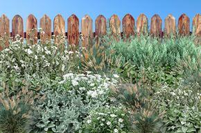 Massif de fleurs vivaces � Harmonie gris argent� �