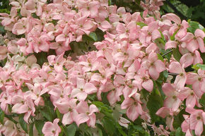 Cornouiller japonnais 'Satomi'