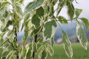 Cornouiller blanc 'Elegantissima'